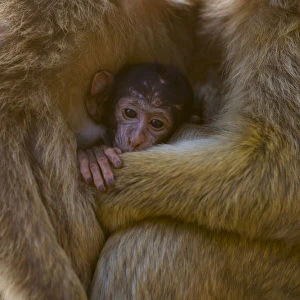 Barbary macaque (Macaca sylvanus) baby sheltering between arms of mother