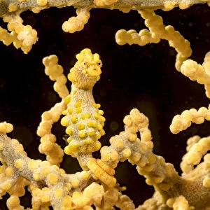 Bargibants pygmy seahorse (Hippocampus bargibanti) wrapped around Eye fan coral (Cnidaria sp)