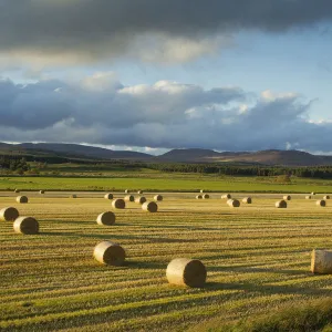 Barley straw bales in field after harvest, Inverness-shire, Scotland, UK, October