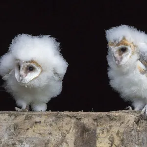 Barn owl chicks (Tyto alba) Cumbria, June. Captive