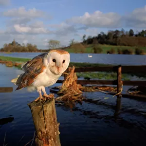 Barn owl on post in flooded Somerset Levels. England, UK, Europe