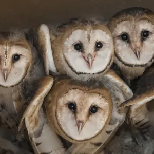 Le hibou des marais (Tyto alba) quatre poussins dans le nid, La Pampa, Argentine. Le hibou des marais (Tyto alba) quatre poussins dans le nid, La Pampa, Argentine.