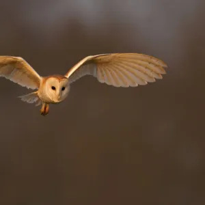 Barn Owl (Tyto alba) in flight in morning light. Wales, UK, March