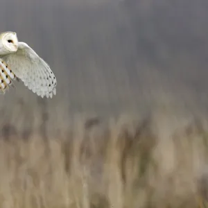 Barn owl (Tyto alba) in flight over reeds, captive, UK