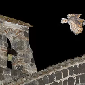 Barn Owl (Tyto alba) flying over the castle of Vulci (IX-XII century) Vulci archaeological