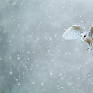 Barn owl (Tyto alba) flying through heavy snowfall, Derbyshire, February