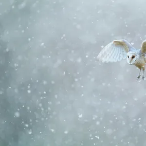 Barn owl (Tyto alba) flying through heavy snowfall, Derbyshire, February