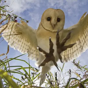 Barn Owl Print (Tyto alba) in Flight, Somerset Barn Owl Print (Tyto alba) in Flight, Somerset