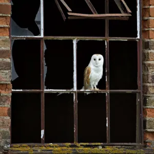 Barn Owl (Tyto alba) perched in broken window frame. Wales, UK, March