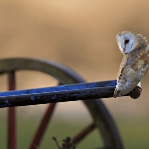 Barn Owl (Tyto alba) perched on old plough