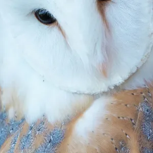 Barn owl (Tyto alba) portrait. Captive Barn owl (Tyto alba) portrait. Captive