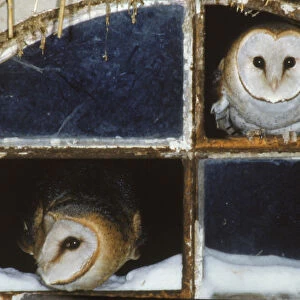 Barn owls looking out of a barn window Germany