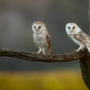 Barn Owl Print: Late Evening Perch on Tree Branch Barn Owl Print: Late Evening Perch on Tree Branch