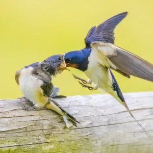Barn Swallow Feeding Young Print, Monmouthshire, Wales