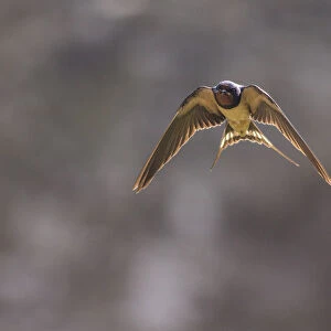Barn swallow (Hirundo rustica), Monmouthshire, Wales, UK, July