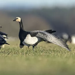 Barnacle geese (Branta leucopsis) feeding on grazing marshes, with one bird wing stretching