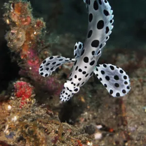 Barramundi Cod (Cromileptes altivelis), juvenile swimming with undulating motion