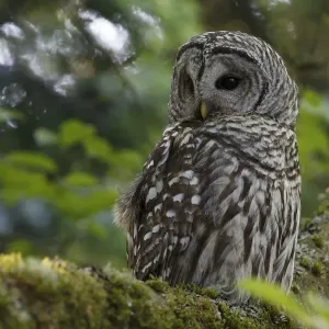 Barred Owl Print: Adult perched in a tree Barred Owl Print: Adult perched in a tree