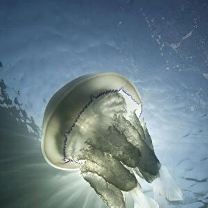 Barrel Jellyfish (Rhizostoma pulmo) against crepuscular light rays. Sark, British Channel Islands