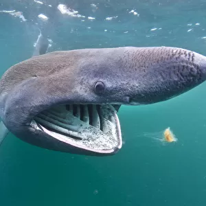 Basking shark (Cetorhinus maximus) feeding on plankton in the surface waters around