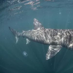 Basking shark (Cetorhinus maximus) off the Island of Mull (Coll and Tiree Islands area) Scotland