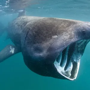 Basking shark (Cetorhinus maximus) feeding in open water, Cornwall, England, UK, June Basking shark (Cetorhinus maximus) feeding in open water, Cornwall, England, UK, June