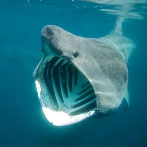 Basking shark feeding off the Cornish coastline. Cornwall, UK Basking shark feeding off the Cornish coastline. Cornwall, UK