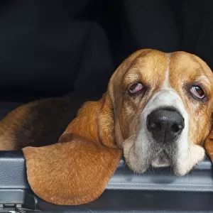 Basset hound, portrait, resting head on back of car, eyes half closed, UK