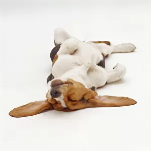 Basset Hound, sleeping upside down with ears spread