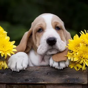 Basset puppy with yellow Chrysanthemums in antique wooden box. USA Basset puppy with yellow Chrysanthemums in antique wooden box. USA