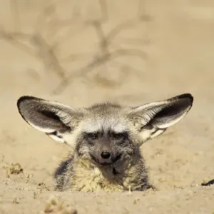 Bat Eared Fox emerging from den (Otocyon megalotis) Kalahari Gemsbok NP South Africa Bat Eared Fox emerging from den (Otocyon megalotis) Kalahari Gemsbok NP South Africa