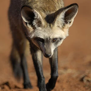 Bat-eared fox (Otocyon megalotis) walking, Namib-Naukluft National Park, Namib Desert