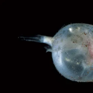 Bat fish juvenile {Halicutaea sp} deep sea