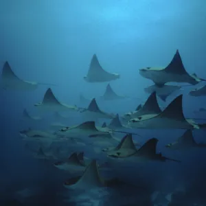 Bat rays (Myliobatis californica) schooling, Redondo Rock, Galapagos Is