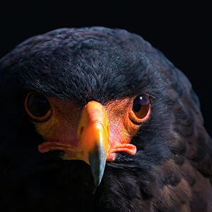 Bateleur eagle (Terathopius ecaudatus) head portrait, Captive, occurs in Africa