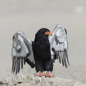 Bateleur Eagle (Terathopius ecaudatus) female, stretching wings Kgalagadi Transfrontier Park