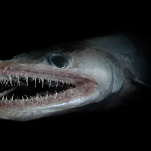 Bathypelagic Lizard fish (Bathysaurus ferox), deep sea Atlantic ocean