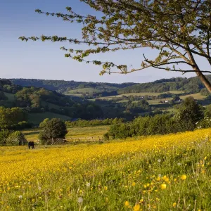Baxters Fields Print: A Cotswolds Landscape Baxters Fields Print: A Cotswolds Landscape
