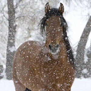 Bay Andalusian stallion portrait with falling snow, Longmont, Colorado, USA