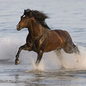 Bay Azteca stallion (Andalusian and Quarter Horse cross) running onto beach from waves