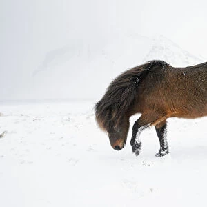 Bay Icelandic horse pawing snowy ground, Snaefellsnes Peninsula, Iceland, March