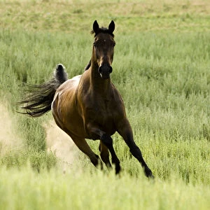 Bay Warmblood mare running in Longmont, Colorado
