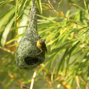 Baya weaver (Ploceus philippinus) breeding male nest building, rural Karantaka, India Baya weaver (Ploceus philippinus) breeding male nest building, rural Karantaka, India