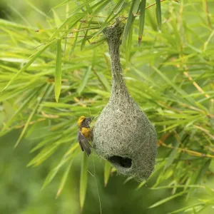 Le tisserand de Baya (Ploceus philippinus) mâle en reproduction perché sur le nid, Karantaka rural, Inde. Le tisserand de Baya (Ploceus philippinus) mâle en reproduction perché sur le nid, Karantaka rural, Inde.