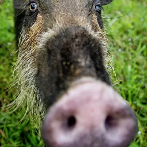 Bearded pig (Sus barbatus) close up of snout, Bako National Park, Sarawak, Borneo