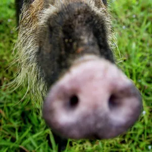 Bearded pig (Sus barbatus) close up of snout, Bako National Park, Sarawak, Borneo