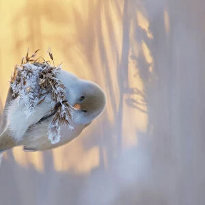 Bearded reedling (Panurus biarmicus) female feeding on reed seeds covered in frost, Espoo