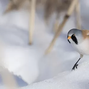 Bearded reedling / tit (Panurus biarmicus), male in snow, Finland, March