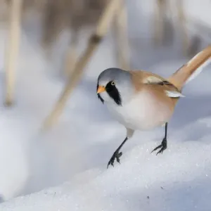 Bearded reedling / tit (Panurus biarmicus), male in snow, Finland, March Bearded reedling / tit (Panurus biarmicus), male in snow, Finland, March