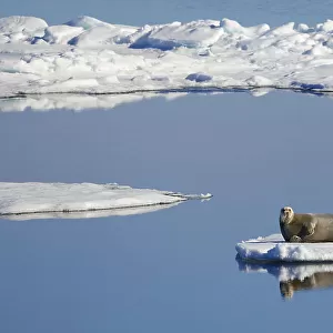 Bearded seal (Erignathus barbatus) resting on section of remaining ice as surrounding sea ice melts in high temperatures, Arctic Sea, Svalbard Islands, Norway. 7th July, 2022